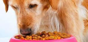 What is animal friendly food? - 