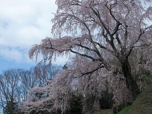  桜追っかけ2024   三春町市街地の桜 - nama3の気ままに雑記