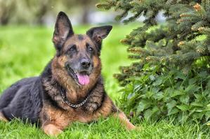 The Ultimate Guide: 22 Best Care Tips for German Shepherds - 