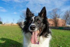 25 Best Exercise Tips for Border Collies - 