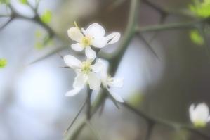 春の白い花　（４） - 四季の草花に魅せられて。