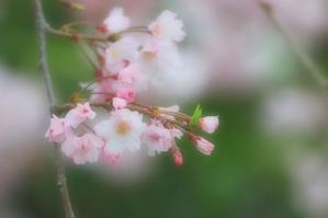 しだれ桜 - 四季の草花に魅せられて。