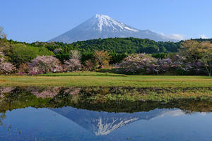 桜パトロール - 富士山に夢中