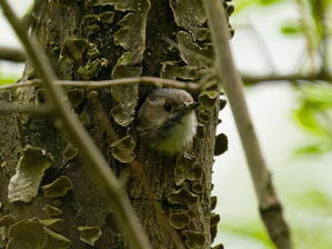 営巣準備のコゲラ♂ - シエロの野鳥観察記録
