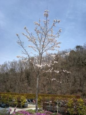 桜のお墓参り - 