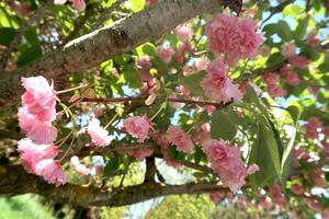 咲き急ぐ野バラ・黄花藤 冷たい雨に散る八重桜、ペルージャ - イタリア写真草子