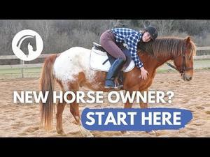 Essential Horse Care Tips for Beginners [2024] - 