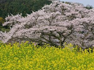 桜と菜の花 3　　　奈良県 - 