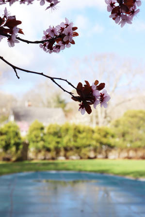 ニューヨークもやっと桜が咲き始めました - 