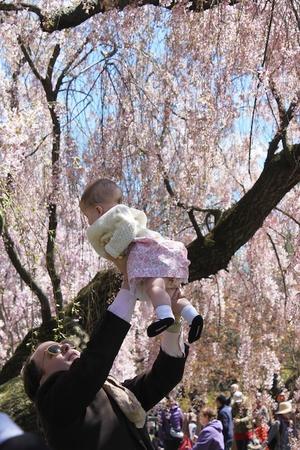 ニューヨークもやっと桜が咲き始めました - NY人生一瞬先はバラ色