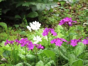 都立野川公園の春の花（４月１８日投稿） - 