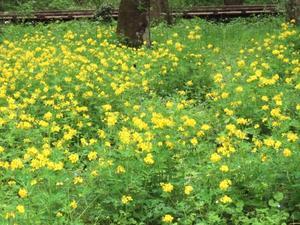 都立野川公園の春の花（４月１８日投稿） - 