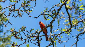 The Birdwatcher's Guide: Tips for Spotting Avian Species - 