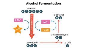 The Transformative Alchemy of Alcohol Fermentation: Exploring its Varied Yields - 