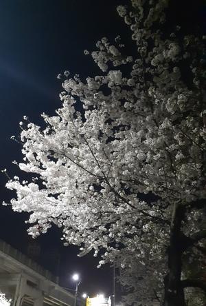 今年の桜 - ＨＡＩＲ　ＤＲＥＳＳ　 Ｆａ－ｇｏ　　　　武蔵浦和　美容室　ブログ