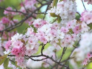 奈良の八重桜 - 万葉集の世界