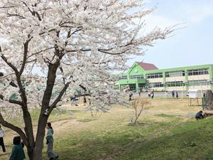 ４月１８日　桜満開 - 笑顔輝く 六郷小学校ブログ