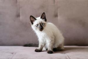 25 Best Care Tips for Siamese Cat Owners - 