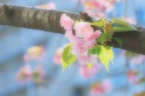 八重桜 - 四季の草花に魅せられて。