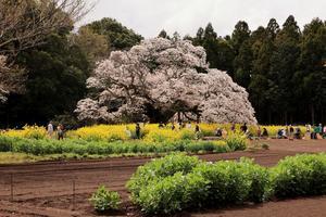 4月8日午前中　吉高の大桜　01 - 季節の風