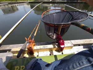 今日の新池 - ヘラブナ釣り池 茨木新池とゆかいな仲間たち