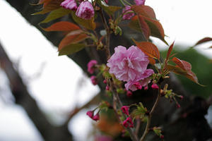 八重桜　関山桜 - 生きる。撮る。