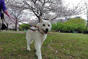 もももの部屋（我家の愛犬たちと、これまでの保護活動の記録です・・・モカとタイガはお空組になりました）