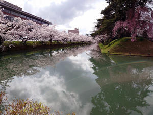 弘前公園の桜 - 