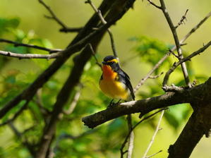 林道の谷側に見つけた！キビタキ♂ - シエロの野鳥観察記録