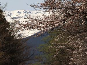 七日原の桜も次々開花 - 標高480mの窓からⅡ