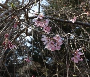 七日原の桜も次々開花 - 