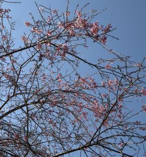 七日原の桜も次々開花 - 