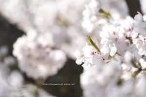 須坂市臥竜公園の桜と - 野沢温泉とその周辺いろいろ２