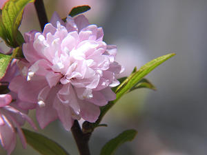 ニワザクラ（庭桜） - 