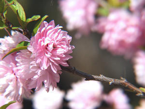 ニワザクラ（庭桜） - 
