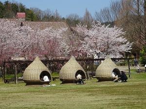 丹後王国「食のみやこ」の桜 - 彩の気まぐれ写真