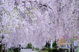 福島県喜多方　日中線しだれ桜並木　～桜のトンネルで撮影会～ - 日々の贈り物（私の宇都宮生活）
