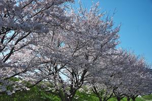 筑後川沿いの桜 - 