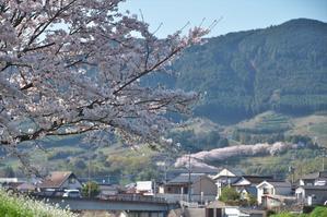 筑後川沿いの桜 - 