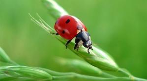 自然の驚異を明らかにする：トップ10の魅力的な昆虫の事実 - 