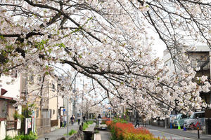 桜の下 - 写真の記憶