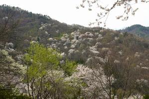 山桜は「西に吉野、東に陸郷」、陸郷の桜です。 - Turfに魅せられて・・・（写真紀行）