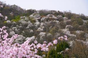 山桜は「西に吉野、東に陸郷」、陸郷の桜です。 - 