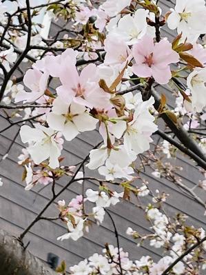 天野川のお花たち　おしらせ - Sakura2022's Blog
