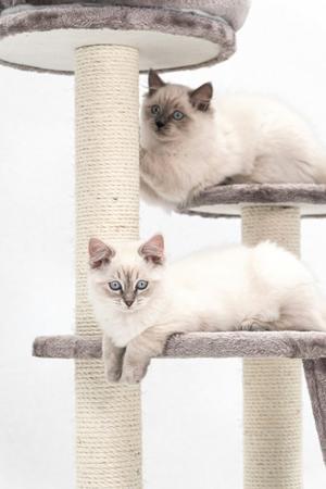 Spaying and Neutering In Birman Cats - 
