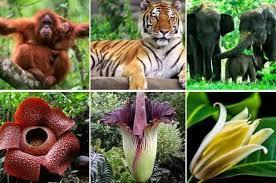  Exploring Indonesia's Rich Flora and Fauna - 