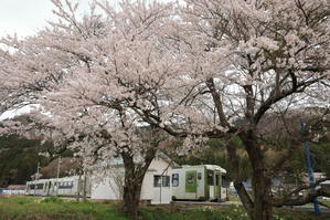 2521　桜と列車 - 四季彩空間遠野