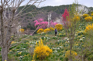 信州方面、春の野山を散策　4 - 