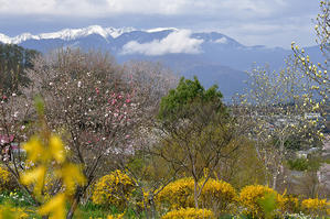 信州方面、春の野山を散策　4 - 