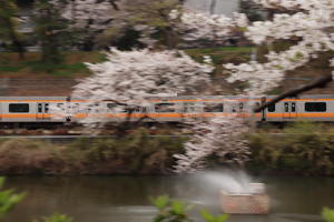 流れる桜と、くるくる渦巻き - カメラと季節を感じて（続）